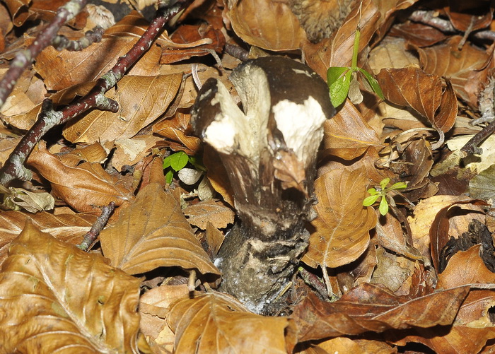 Curiosit� micologica...